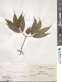 Sambucus racemosa image