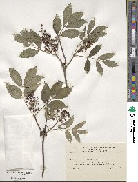 Sambucus racemosa image