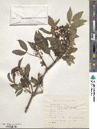 Sambucus racemosa image