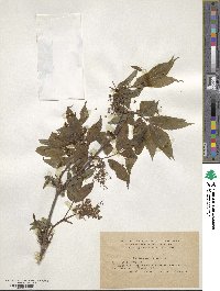 Sambucus racemosa image