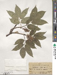 Sambucus racemosa image