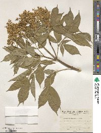 Sambucus canadensis image