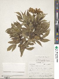 Sambucus canadensis image