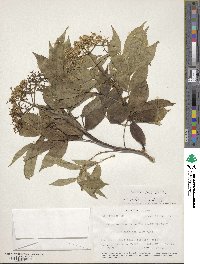 Sambucus canadensis image