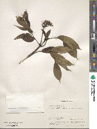 Sambucus canadensis image