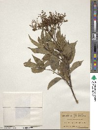 Sambucus canadensis image