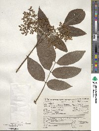 Sambucus canadensis image