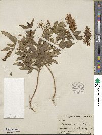 Sambucus caerulea image