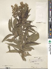 Sambucus australis image