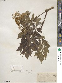 Sambucus canadensis image