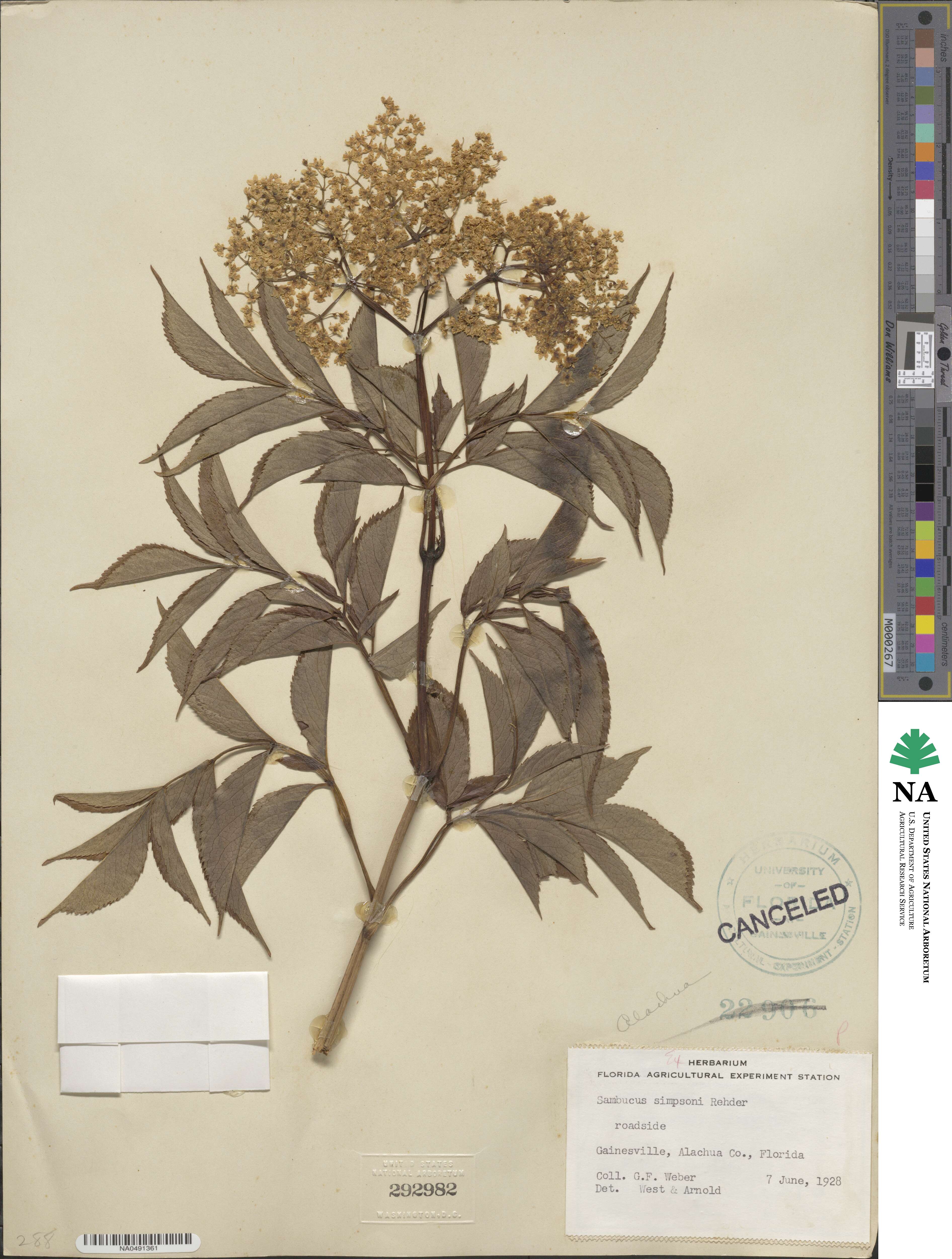 Sambucus canadensis image