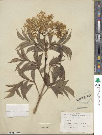 Sambucus canadensis image