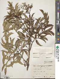 Sambucus canadensis image