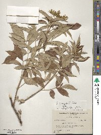 Sambucus canadensis image