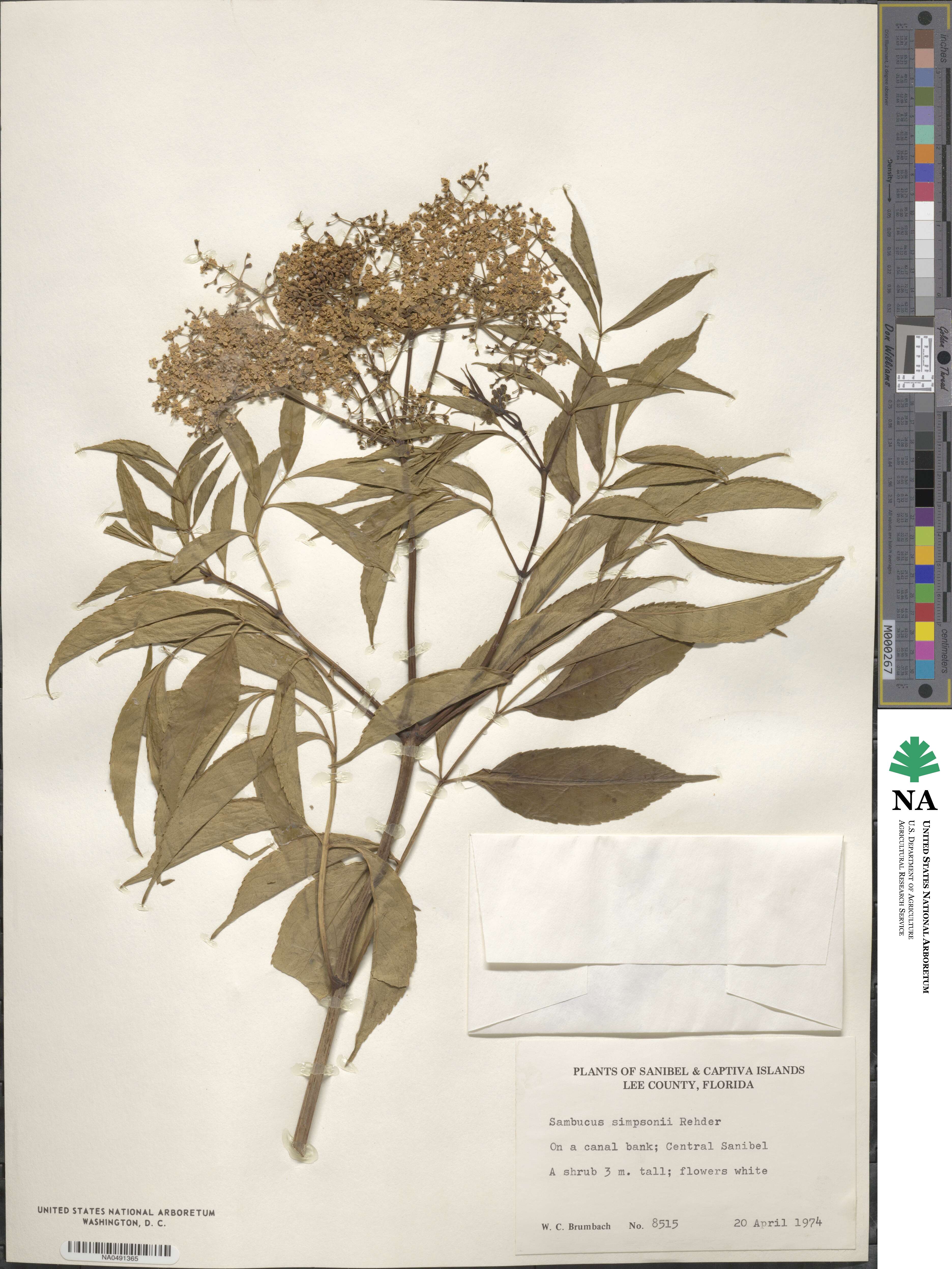 Sambucus canadensis image