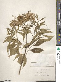 Sambucus canadensis image