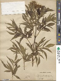 Sambucus canadensis image