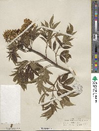 Sambucus cerulea image