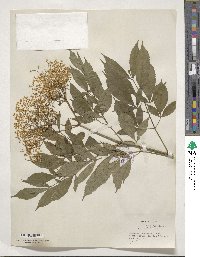 Sambucus cerulea var. neomexicana image