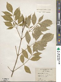 Sambucus canadensis image