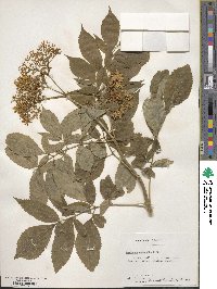 Sambucus canadensis image