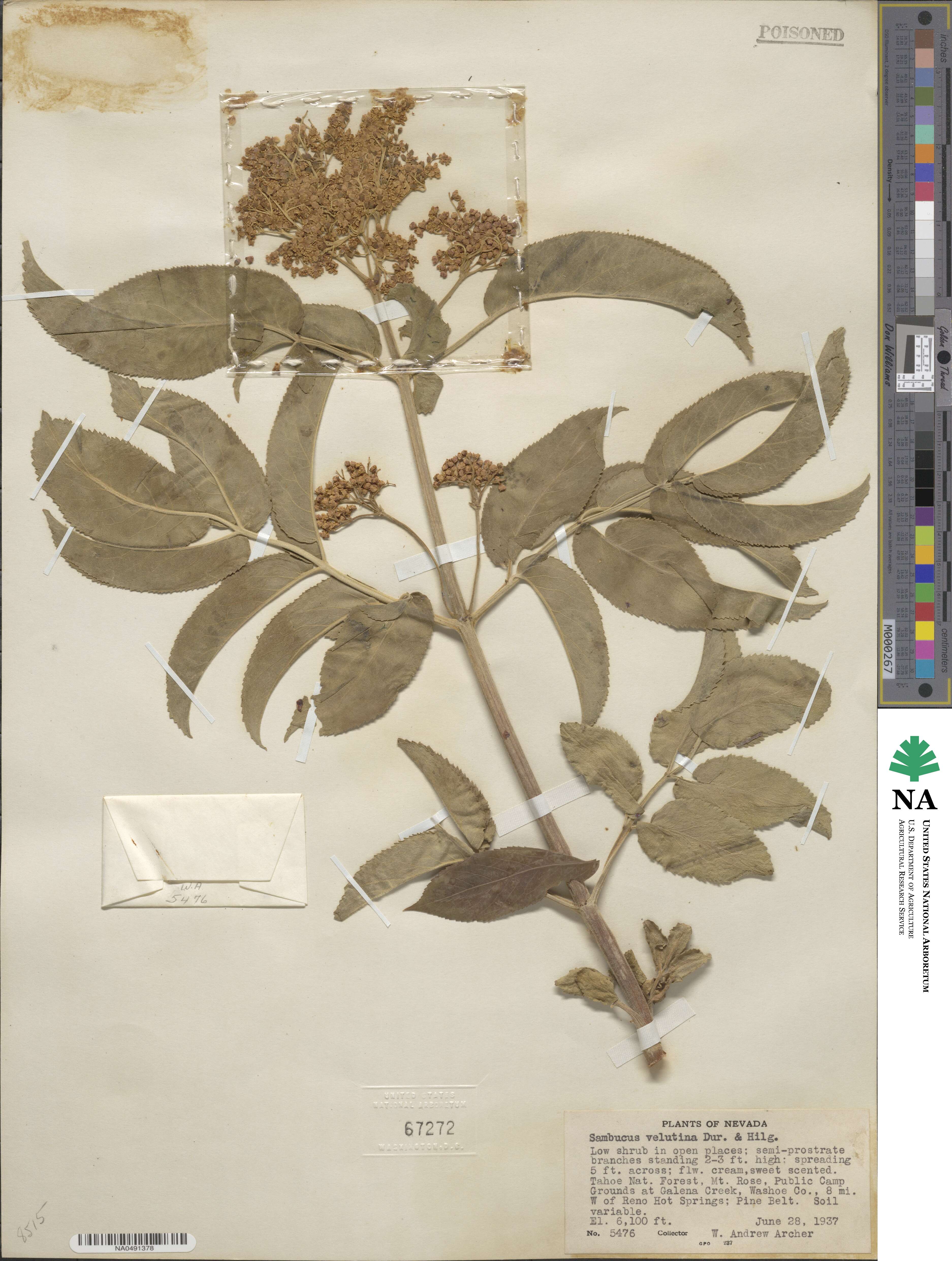 Sambucus velutina image