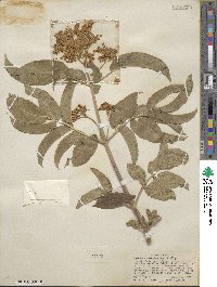 Sambucus velutina image