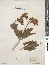 Sambucus velutina image