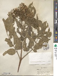 Sambucus velutina image