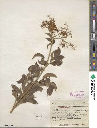 Sambucus velutina image