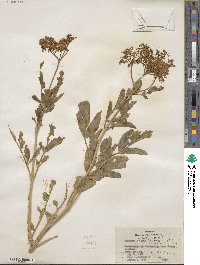 Sambucus velutina image