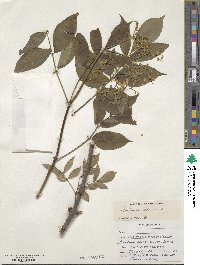 Sambucus canadensis image