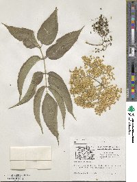 Sambucus canadensis image