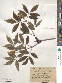 Sambucus racemosa image