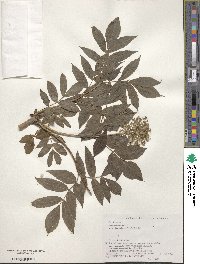 Sambucus racemosa subsp. kamtschatica image