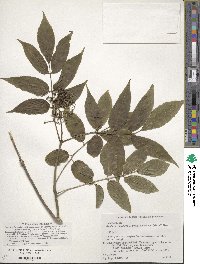 Sambucus racemosa image