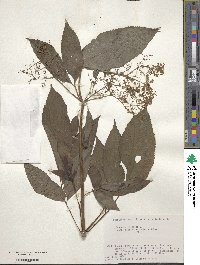 Sambucus racemosa subsp. sieboldiana image