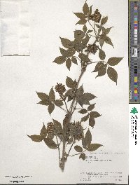 Sambucus racemosa image