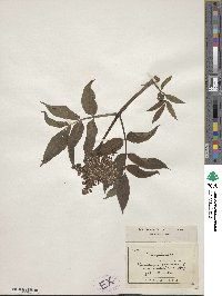 Sambucus racemosa image