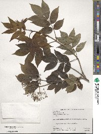 Sambucus racemosa image