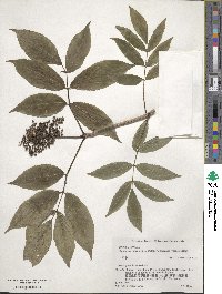 Sambucus racemosa subsp. sieboldiana image