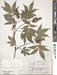 Sambucus racemosa subsp. sieboldiana image