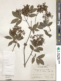 Sambucus racemosa subsp. sieboldiana image