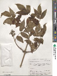 Sambucus sibirica image