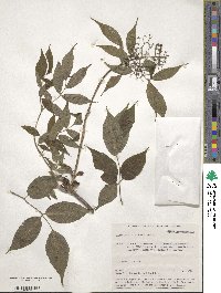 Sambucus sibirica image