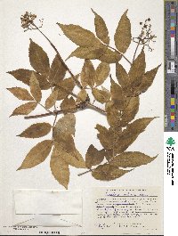 Sambucus sibirica image