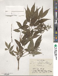 Sambucus racemosa image