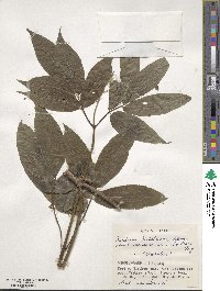 Sambucus racemosa image