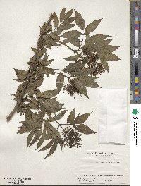 Sambucus racemosa subsp. sieboldiana image