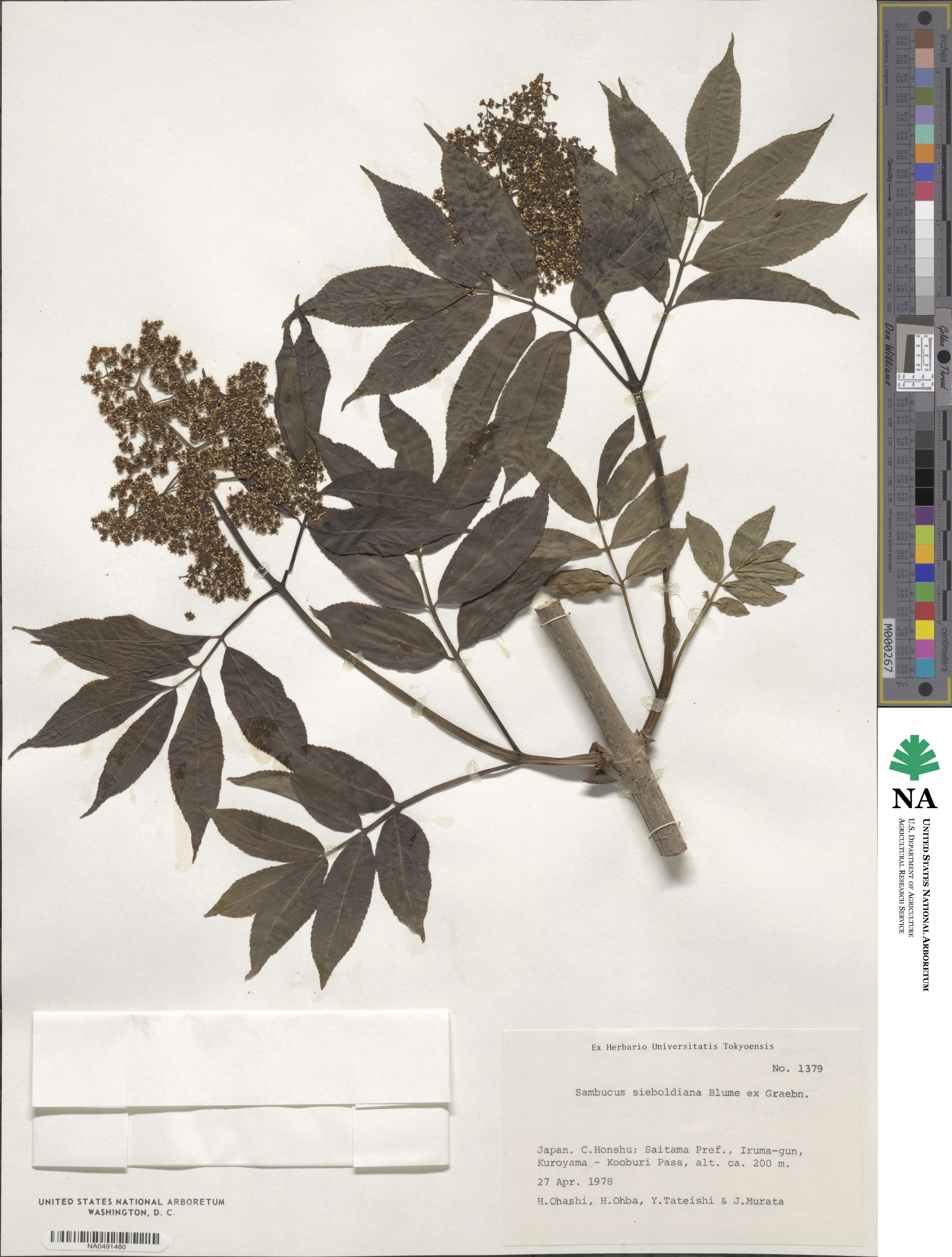 Sambucus racemosa subsp. sieboldiana image